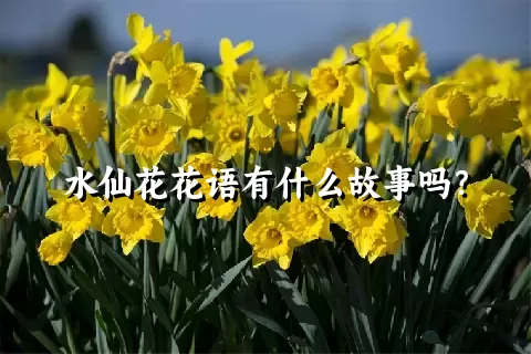 水仙花花语有什么故事吗？