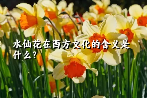 水仙花在西方文化的含义是什么？