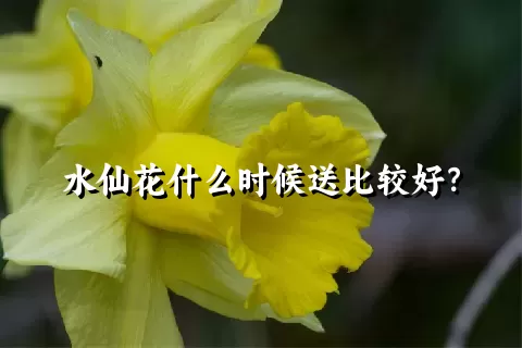 水仙花什么时候送比较好？