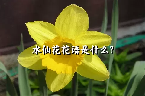 水仙花花语是什么？