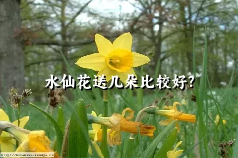 水仙花送几朵比较好？