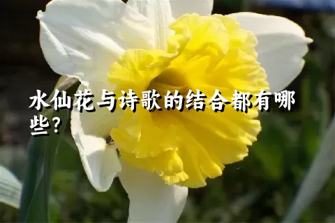 水仙花与诗歌的结合都有哪些？