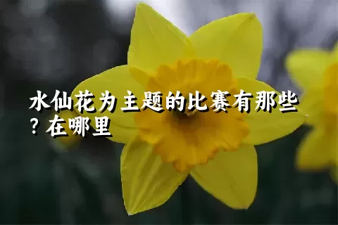 水仙花为主题的比赛有那些？在哪里