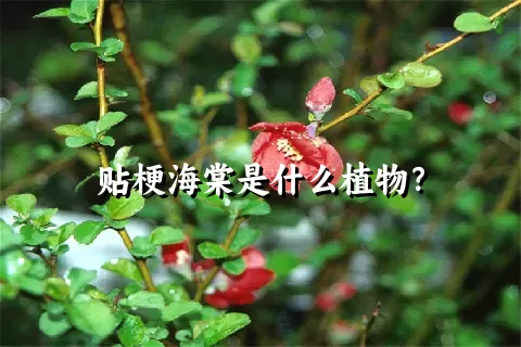 贴梗海棠是什么植物？