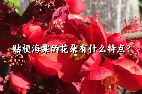 贴梗海棠的花朵有什么特点？