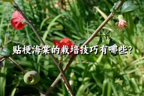 贴梗海棠的栽培技巧有哪些？