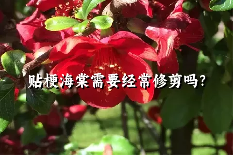 贴梗海棠需要经常修剪吗？