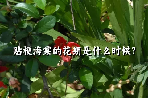 贴梗海棠的花期是什么时候？