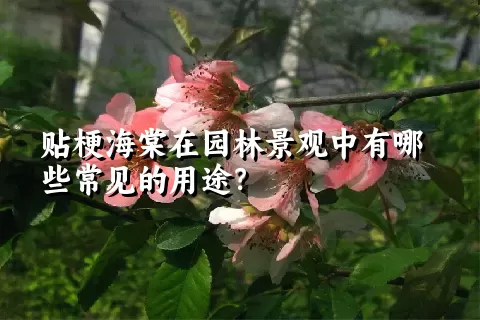 贴梗海棠在园林景观中有哪些常见的用途？