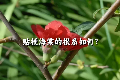 贴梗海棠的根系如何？