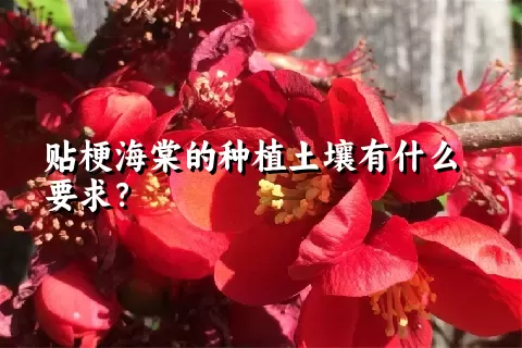 贴梗海棠的种植土壤有什么要求？