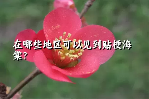 在哪些地区可以见到贴梗海棠？