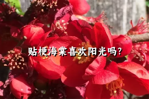 贴梗海棠喜欢阳光吗？