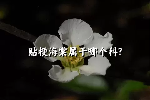 贴梗海棠属于哪个科?