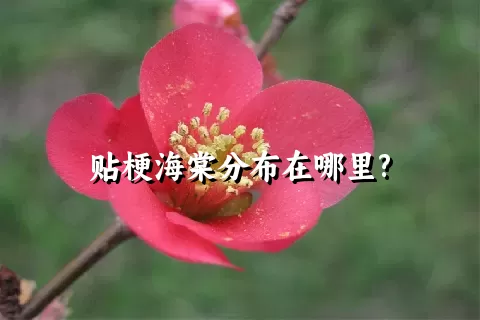 贴梗海棠分布在哪里?