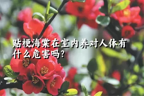 贴梗海棠在室内养对人体有什么危害吗？