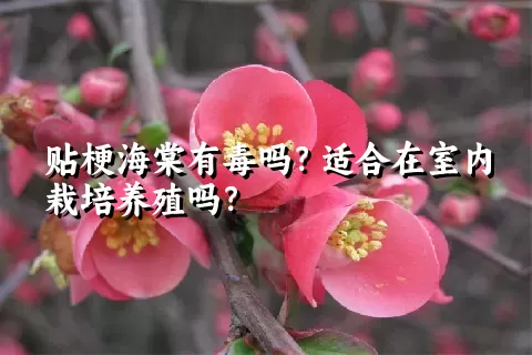 贴梗海棠有毒吗？适合在室内栽培养殖吗？