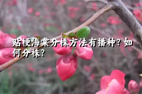 贴梗海棠分株方法有播种？如何分株？