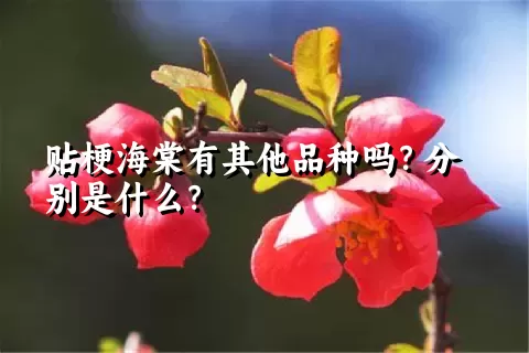 贴梗海棠有其他品种吗？分别是什么？