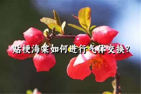 贴梗海棠如何进行气体交换？