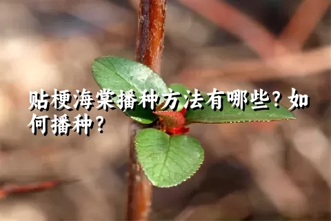 贴梗海棠播种方法有哪些？如何播种？