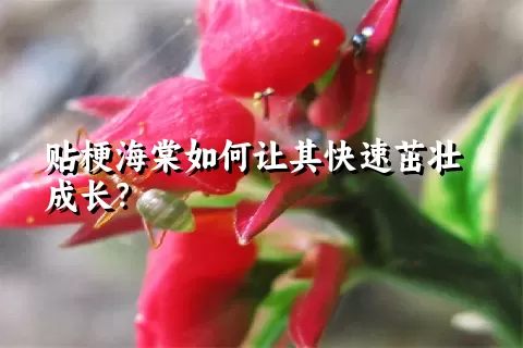 贴梗海棠如何让其快速茁壮成长？