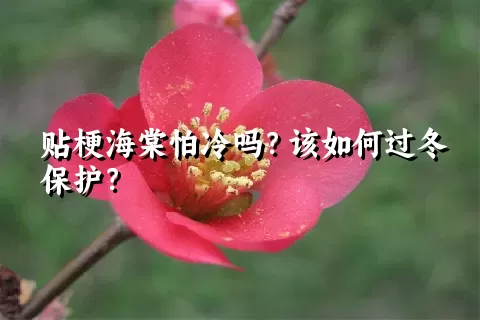 贴梗海棠怕冷吗？该如何过冬保护？