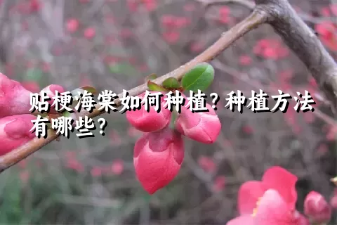 贴梗海棠如何种植？种植方法有哪些？