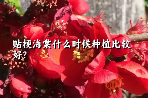 贴梗海棠什么时候种植比较好？