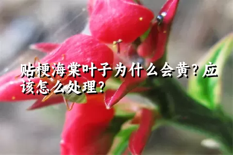 贴梗海棠叶子为什么会黄？应该怎么处理？