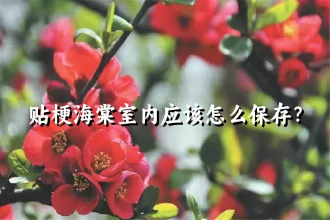 贴梗海棠室内应该怎么保存？