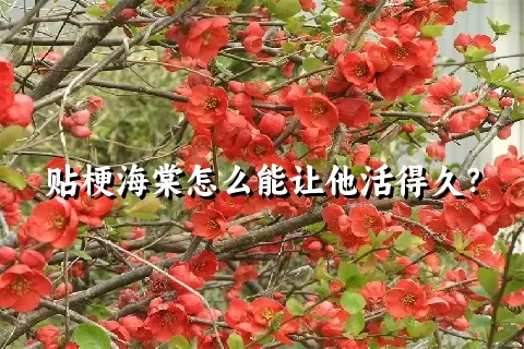 贴梗海棠怎么能让他活得久？