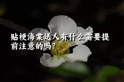 贴梗海棠送人有什么需要提前注意的吗？