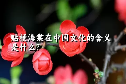 贴梗海棠在中国文化的含义是什么？