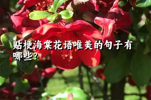 贴梗海棠花语唯美的句子有哪些？