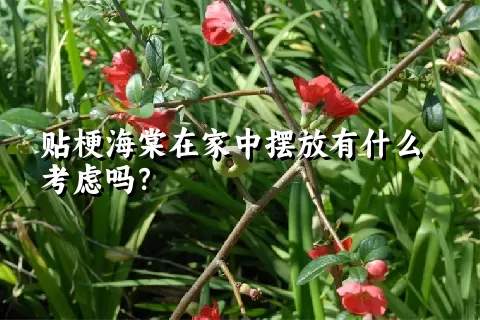 贴梗海棠在家中摆放有什么考虑吗？