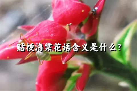 贴梗海棠花语含义是什么？