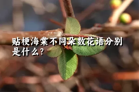 贴梗海棠不同朵数花语分别是什么？