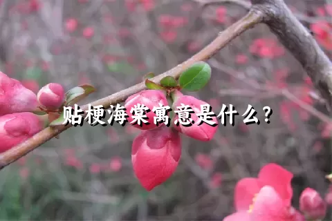 贴梗海棠寓意是什么？