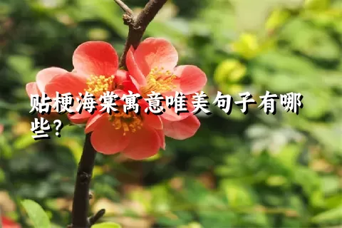 贴梗海棠寓意唯美句子有哪些？