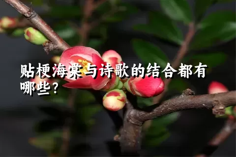 贴梗海棠与诗歌的结合都有哪些？