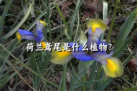 荷兰鸢尾是什么植物？