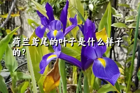 荷兰鸢尾的叶子是什么样子的？