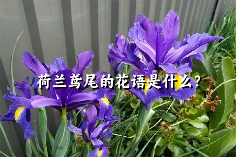 荷兰鸢尾的花语是什么？