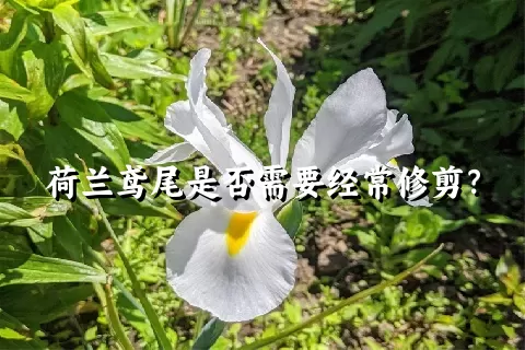 荷兰鸢尾是否需要经常修剪？