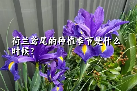 荷兰鸢尾的种植季节是什么时候？