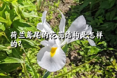 荷兰鸢尾的花蕊结构是怎样的？