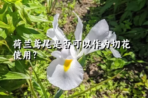 荷兰鸢尾是否可以作为切花使用？