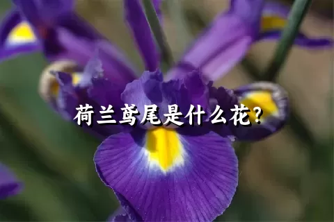 荷兰鸢尾是什么花？