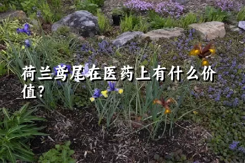 荷兰鸢尾在医药上有什么价值？